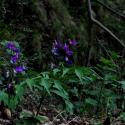 Img.VTax702.ExN.Img8