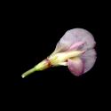 Img.VTax787.ExN.Img6