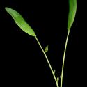 Img.VTax849.ExN.Img8