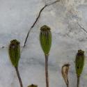 Img.VTax946.ExN.Img6