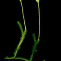 Img.VTax1.ExN.Img8