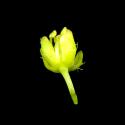 Img.VTax1108.ExN.Img11