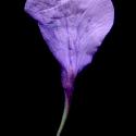 Img.VTax1116.ExN.Img12