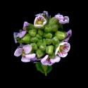 Img.VTax1169.ExN.Img3