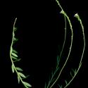 Img.VTax1169.ExN.Img6