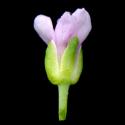 Img.VTax1169.ExN.Img7