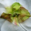 Img.VTax1232.ExN.Img7