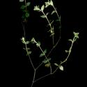 Img.VTax1246.ExN.Img7