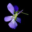 Img.VTax1304.ExN.Img11