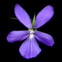 Img.VTax1304.ExN.Img7