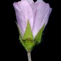 Img.VTax1329.ExN.Img7