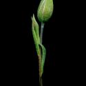 Img.VTax1411.ExN.Img11