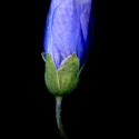 Img.VTax1411.ExN.Img15