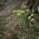 Img.VTax1564.ExN.Img4
