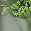 Img.VTax1595.ExN.Img2