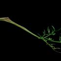 Img.VTax1616.ExN.Img8