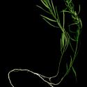 Img.VTax1777.ExN.Img6