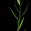 Img.VTax1777.ExN.Img7