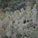Img.VTax1848.ExN.Img2