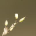 Img.VTax1861.ExN.Img2