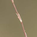 Img.VTax1861.ExN.Img3