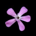 Img.VTax1991.ExN.Img11