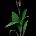 Img.VTax1991.ExN.Img6