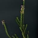 Img.VTax2157.ExN.Img6
