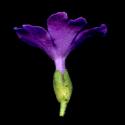 Img.VTax2165.ExN.Img1