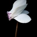 Img.VTax2188.ExN.Img8