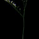 Img.VTax2213.ExN.Img13