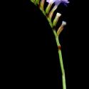 Img.VTax2213.ExN.Img9