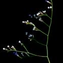 Img.VTax2215.ExN.Img1