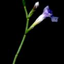 Img.VTax2215.ExN.Img3