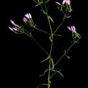 Img.VTax2259.ExN.Img2