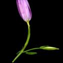 Img.VTax2259.ExN.Img3