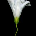 Img.VTax2299.ExN.Img8