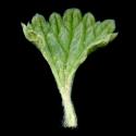 Img.VTax2406.ExN.Img8