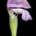 Img.VTax2421.ExN.Img3