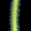 Img.VTax2438.ExN.Img4