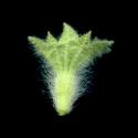 Img.VTax2438.ExN.Img7