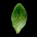Img.VTax2503.ExN.Img7