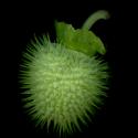 Img.VTax2574.ExN.Img8