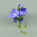 Img.VTax2657.ExN.Img2