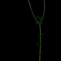 Img.VTax2657.ExN.Img5