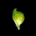 Img.VTax275.ExN.Img7