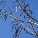 Img.VTax2774.ExN.Img7