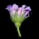 Img.VTax2912.ExN.Img3