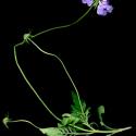 Img.VTax2923.ExN.Img1