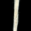 Img.VTax3037.ExN.Img8
